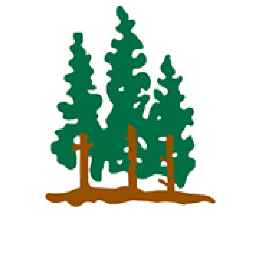Scotch Pines