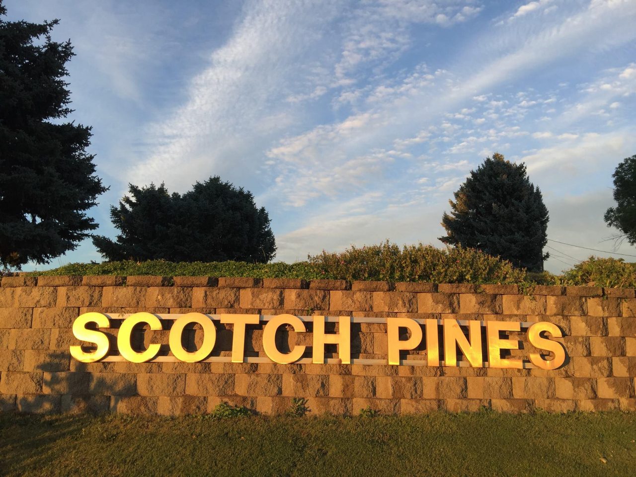 Photo Gallery Scotch Pines
